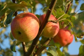 apfel